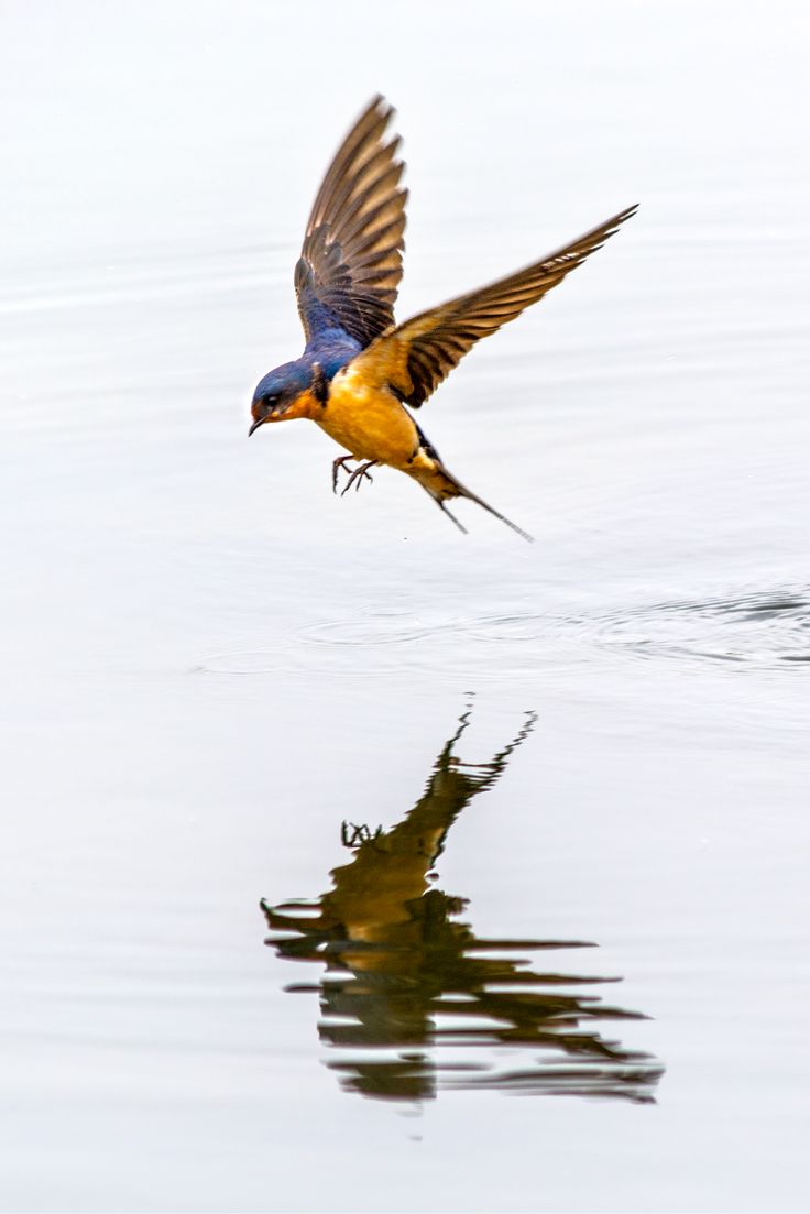 a yellow and blue bird flying over the water with it's wings spread out