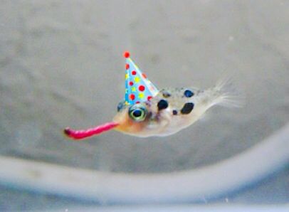 a small fish with a party hat on it's head