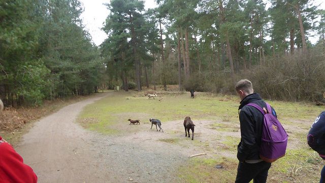 several people standing on a dirt road looking at some dogs in the woods behind them