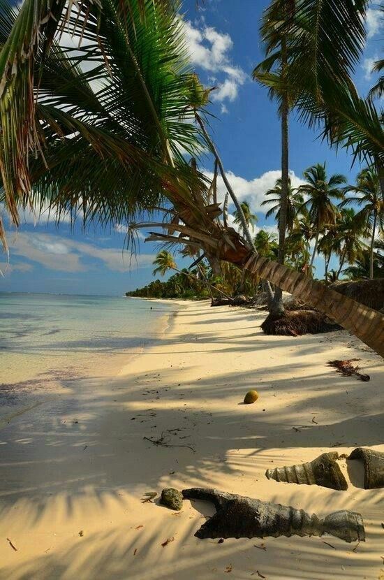 palm trees line the beach with white sand