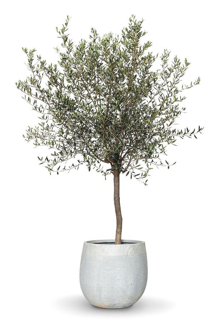 an olive tree in a pot on a white background