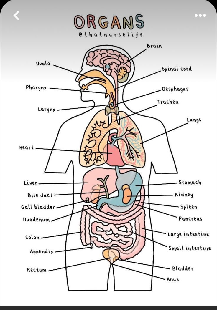 an organ diagram with labels on the body and organs in each section, including the main parts