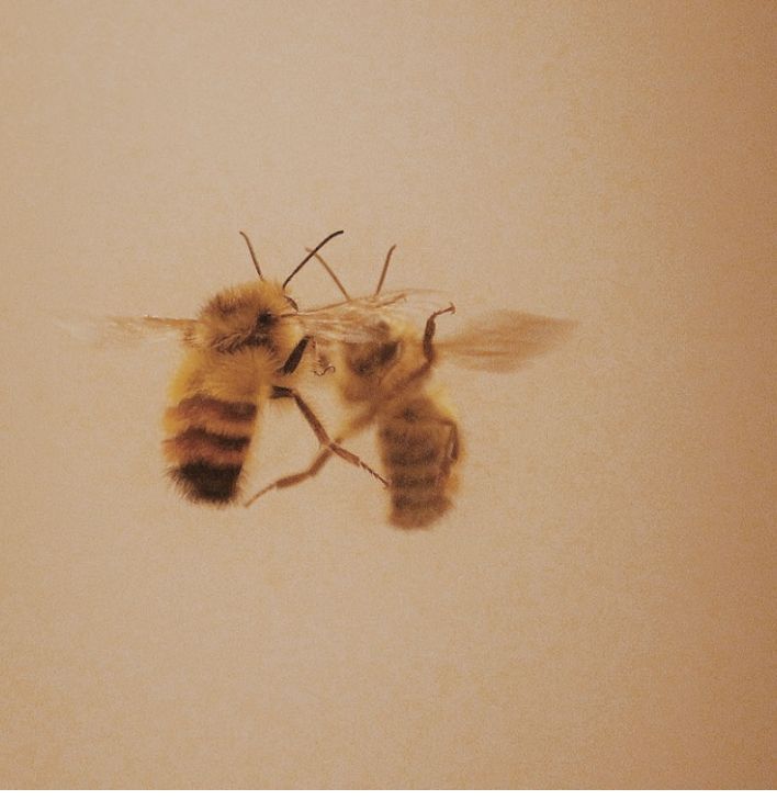 two bees flying in the air next to each other