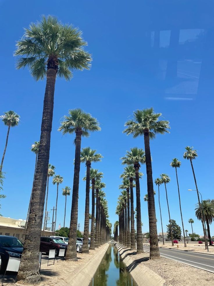 palm trees are lined up along the side of a road with water running through it