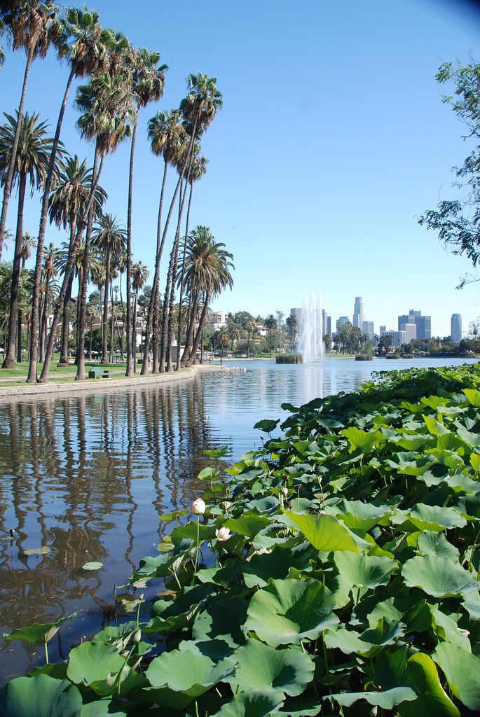 a pond with water lilies and palm trees in front of a cityscape