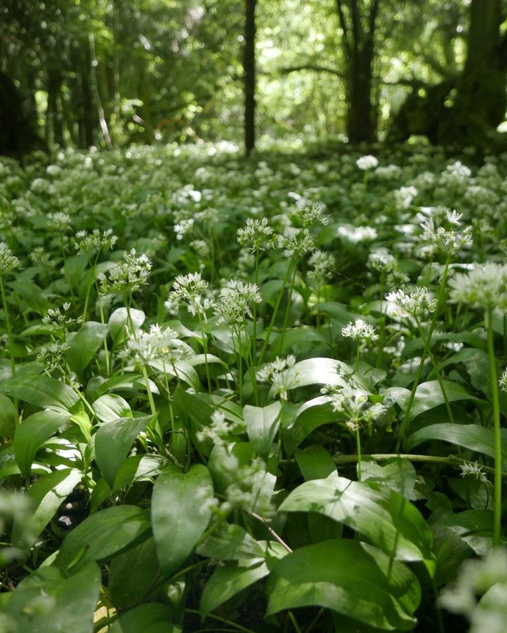 the ground is covered in green plants and trees