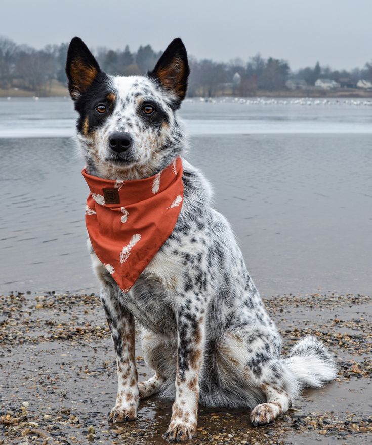 a spotted dog wearing a red bandana sits on the beach next to some water