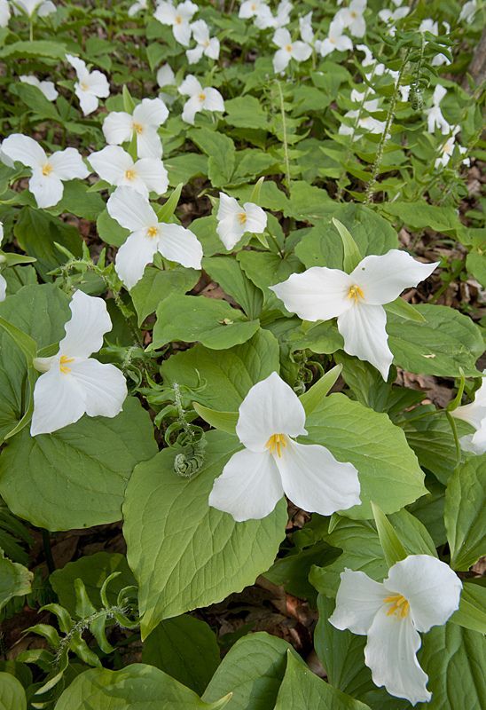 many white flowers are growing in the grass