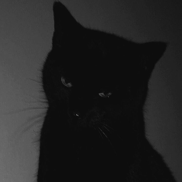 a black cat sitting on top of a table