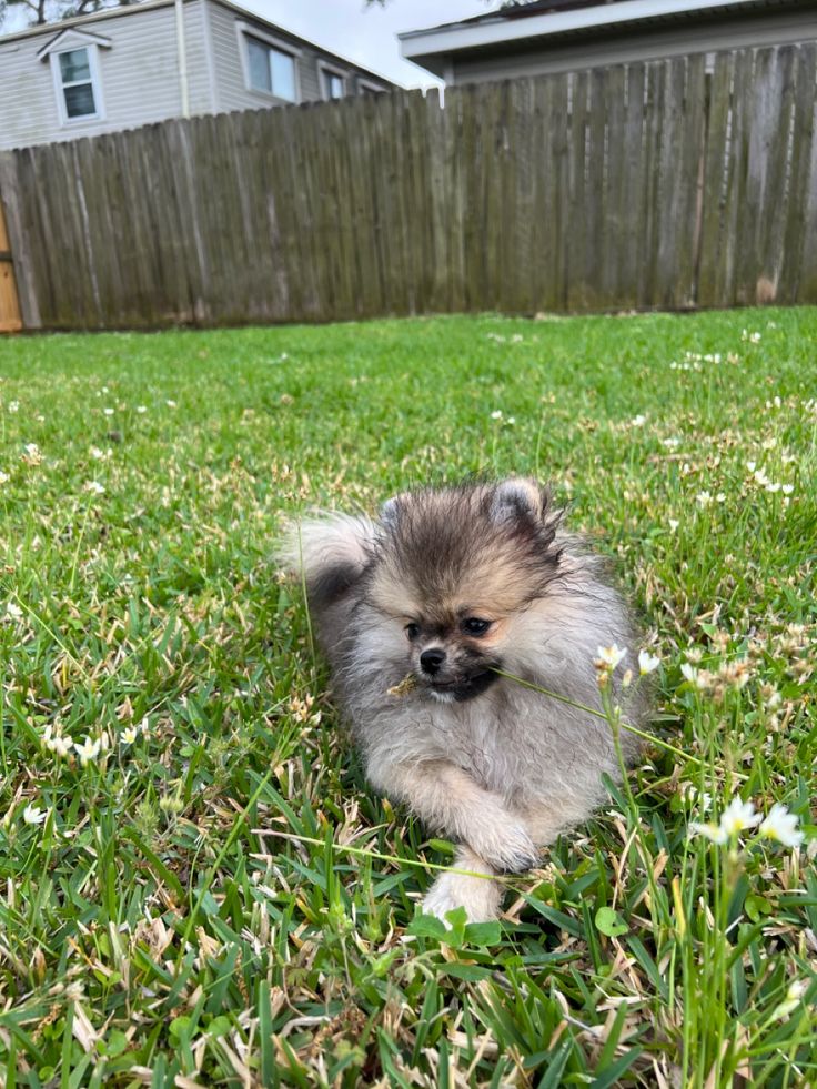 a small dog is sitting in the grass