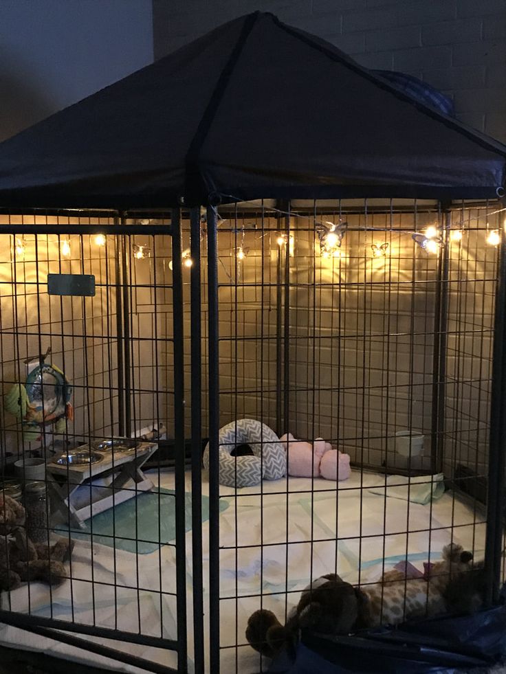 there is a cage with some animals in it and lights on the wall behind them