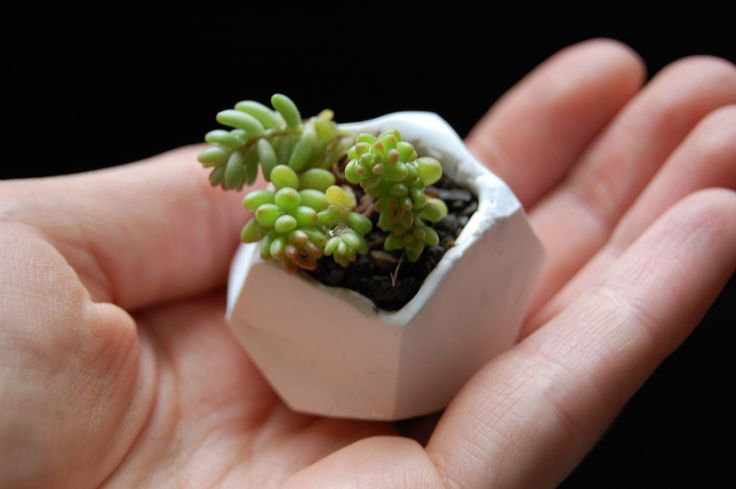 a small plant is growing out of an egg shell in someone's hand on a black background