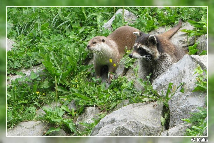 two raccoons are standing in the grass near some rocks and plants, one is looking at the camera