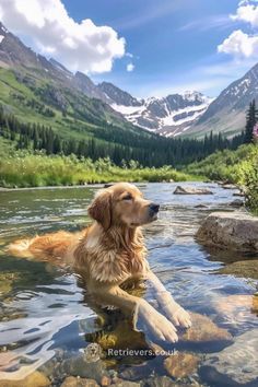 a dog is sitting in the water near some rocks and grass with mountains in the background