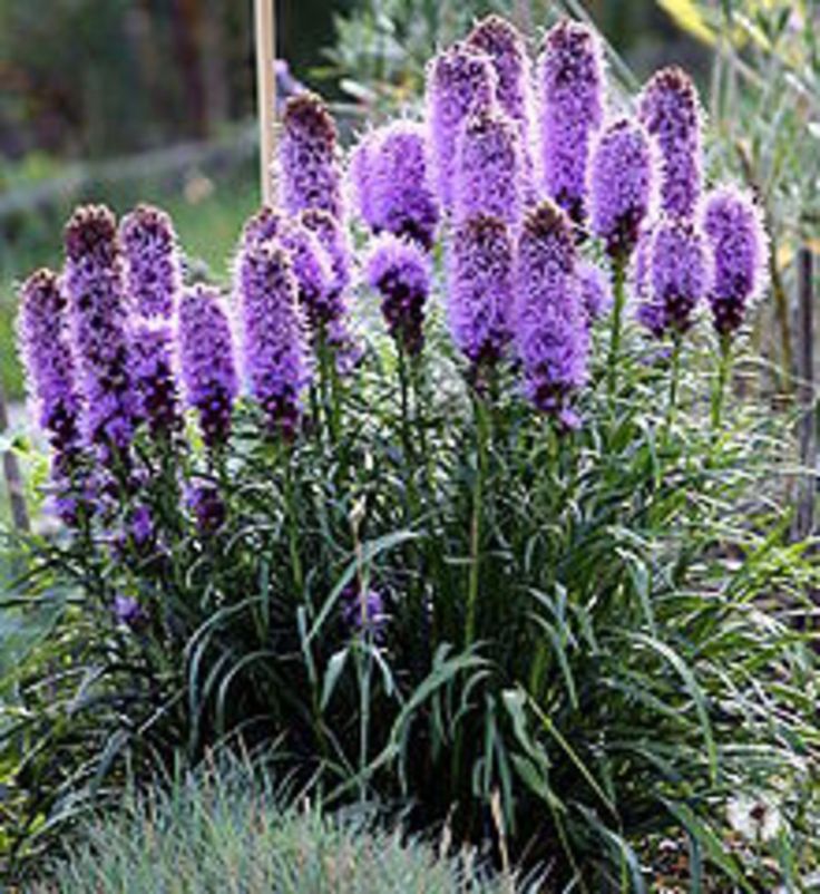 purple flowers are blooming in the garden