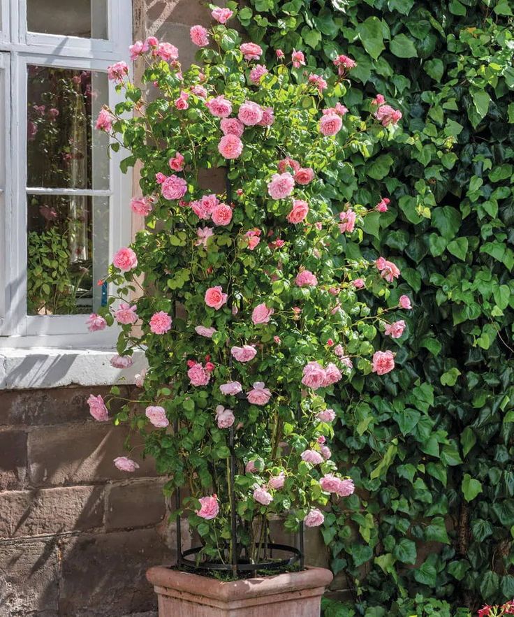 a potted plant with pink flowers in front of a window