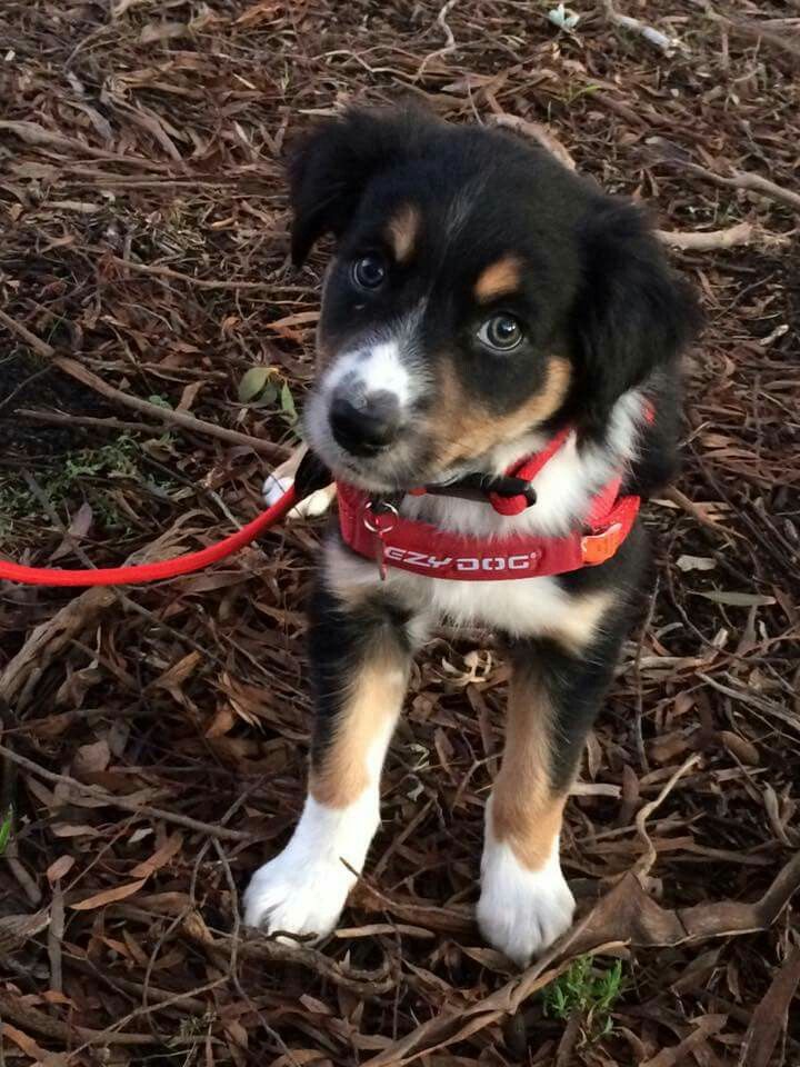 a small dog with a red leash on it's neck