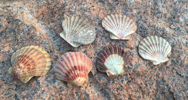 five seashells are arranged on a rock