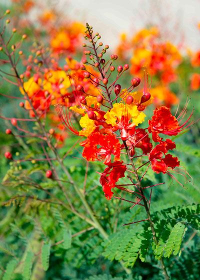 red and yellow flowers are in the grass