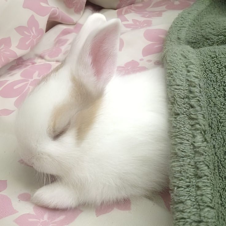 a small white rabbit laying on top of a blanket