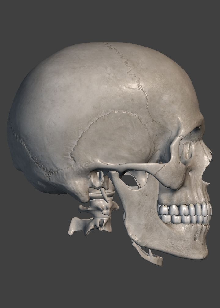 an image of a human skull showing the lower jaw and upper part of the head