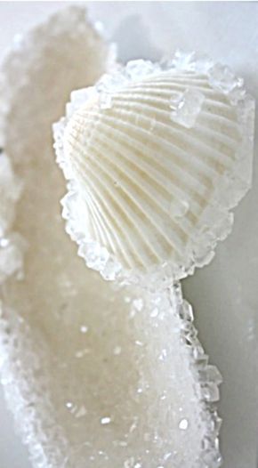 a close up of a sea shell on a white surface