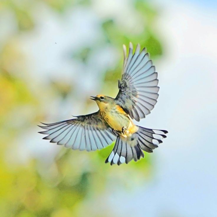 two birds are flying in the air with their wings spread out and one bird has it's beak open