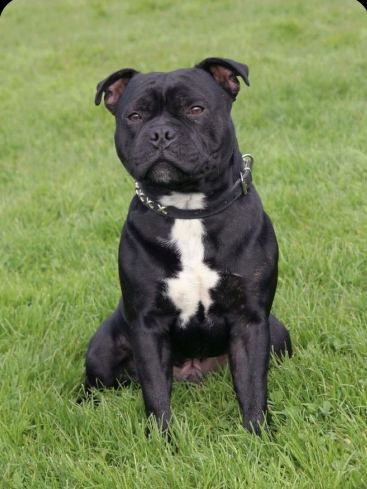 a black and white dog sitting in the grass