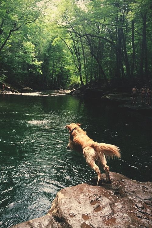 a dog jumping into the water from a rock in a river with green trees behind it