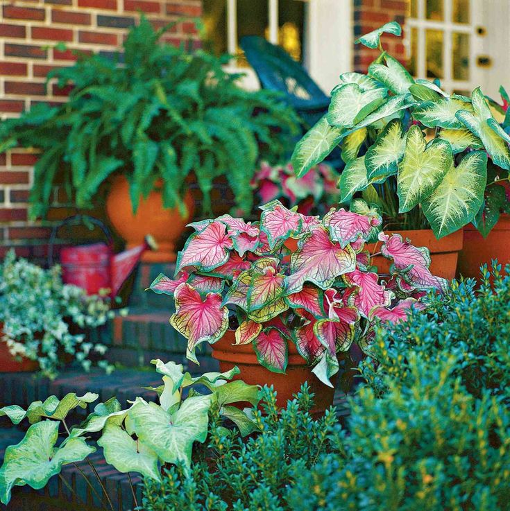 several potted plants on the steps in front of a brick building with green foliage