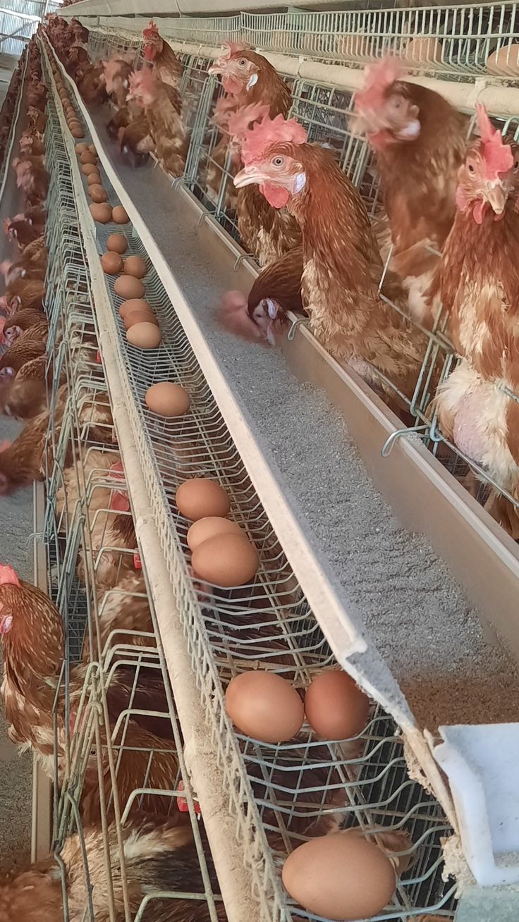 several chickens in cages lined up on the floor