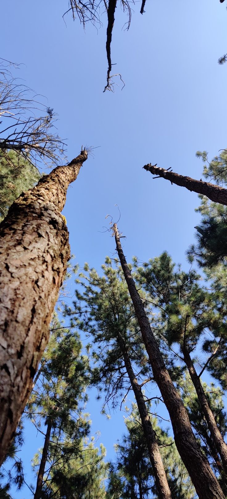 looking up at the tops of tall trees