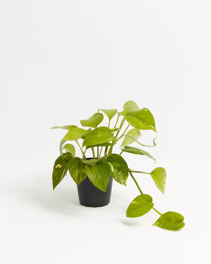 a potted plant sitting on top of a white table next to a black vase