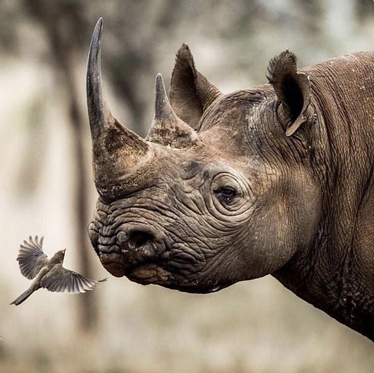 a bird flying next to a rhino's face