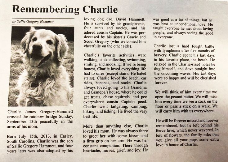 a newspaper article with an image of a dog