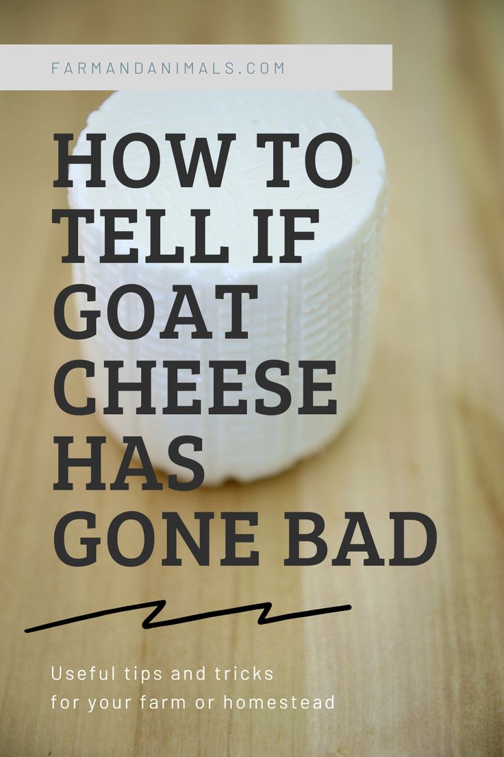 how to tell if goat cheese has gone bad for your farm or homesead