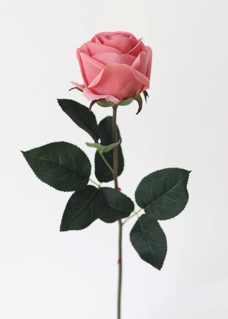 a single pink rose with green leaves on a white background