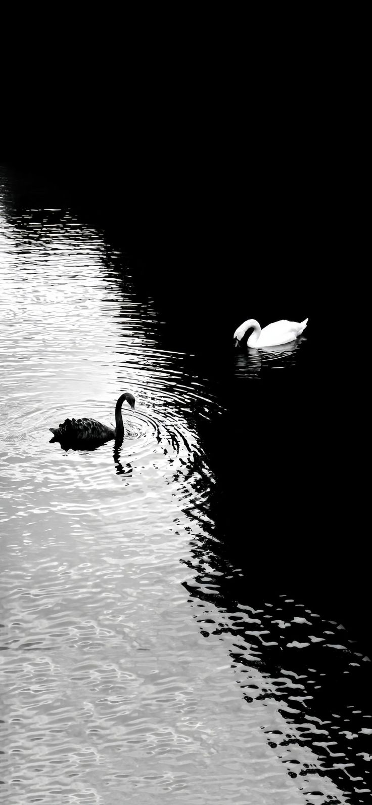 two ducks are swimming in the water near each other and one is looking for food