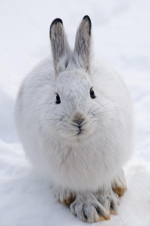 a white rabbit sitting in the snow with its eyes closed and ears wide open, looking at the camera