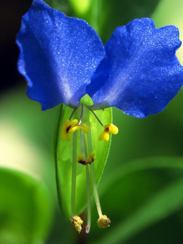 a blue flower with yellow stamens on it's petals and green leaves in the background