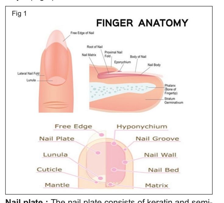 Nails knowledgenail Nail Art Knowledge, Nail Tech Study Notes, Nails Lesson, Nails Knowledge, Nail Policies, Anatomy Nails, Nail Tech Notes, Finger Anatomy, Nail Knowledge