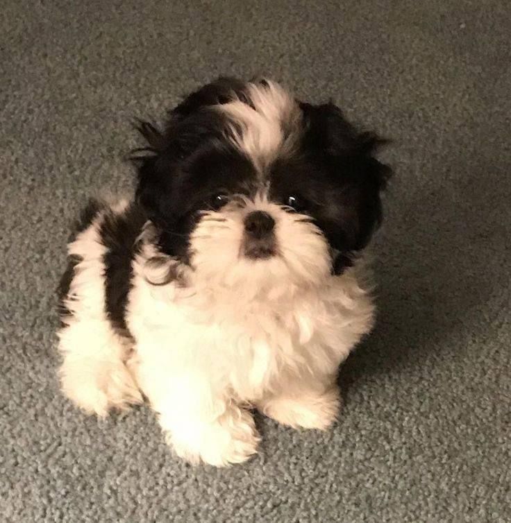 a small black and white dog sitting on top of a gray carpeted floor next to a wall