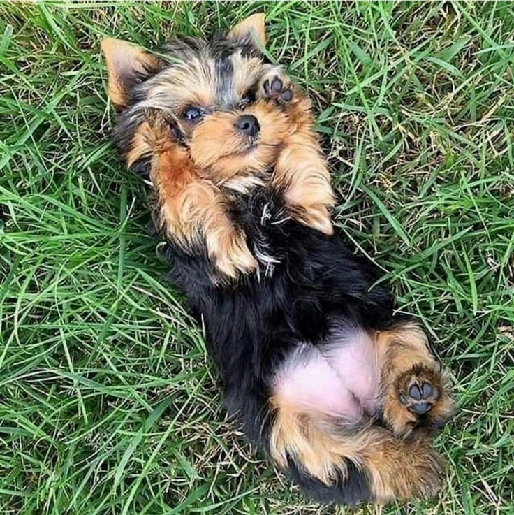 a small dog laying in the grass with it's paws up to its face