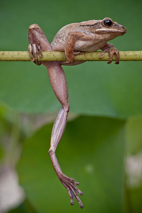 a frog sitting on top of a green branch