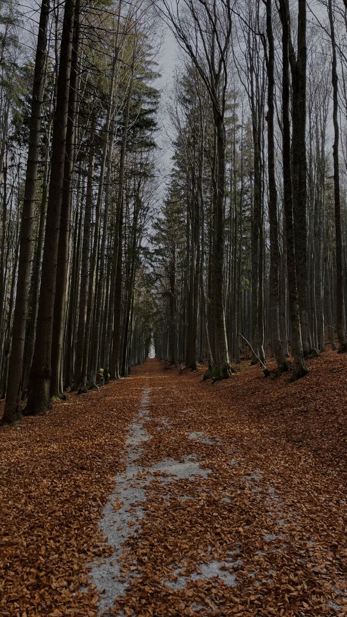 a dirt road surrounded by trees and leaves