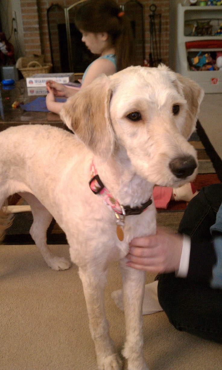 a white dog standing on top of a floor next to a person wearing a suit