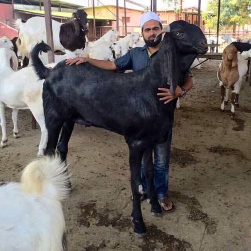 a man is holding the head of a black goat in front of several white goats