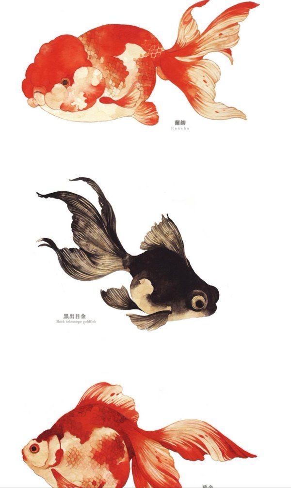 three different types of goldfish are shown in this drawing, one is red and the other is white