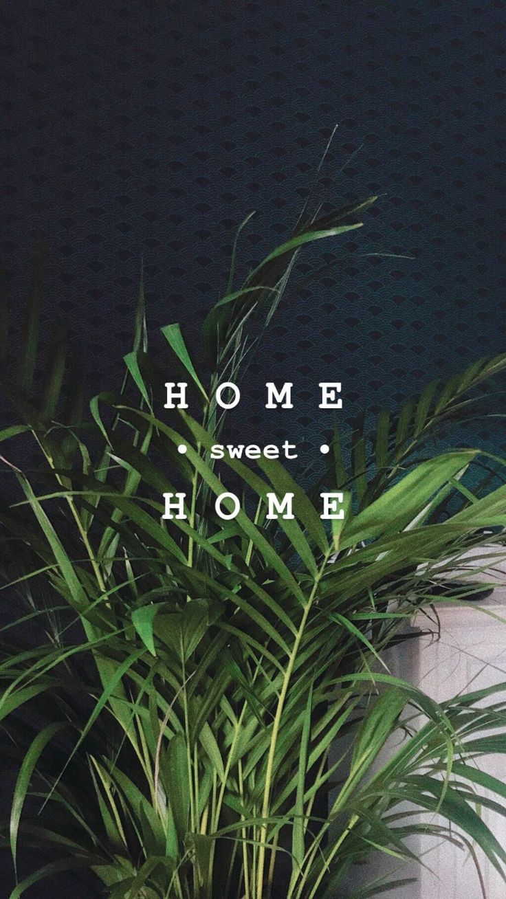 a potted plant sitting next to a wall with the words ho me sweet home on it