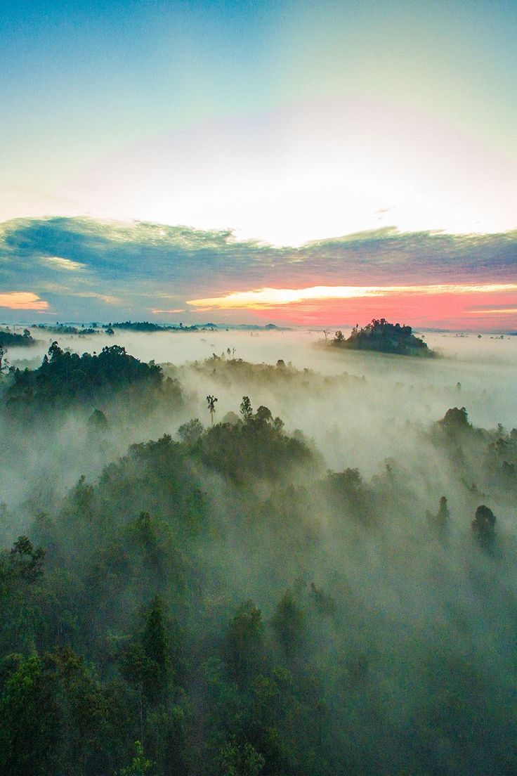 the sun is setting over some trees and fog